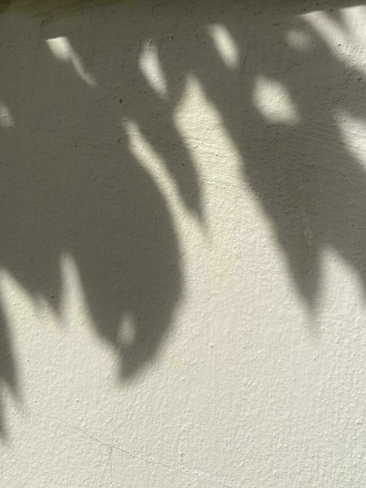 Leaves shadow background on concrete wall texture, leaves tree branches shade photo