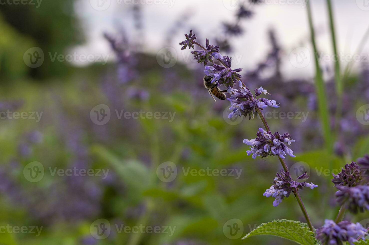 Bees extract honey in the field of sage nutmeg photo