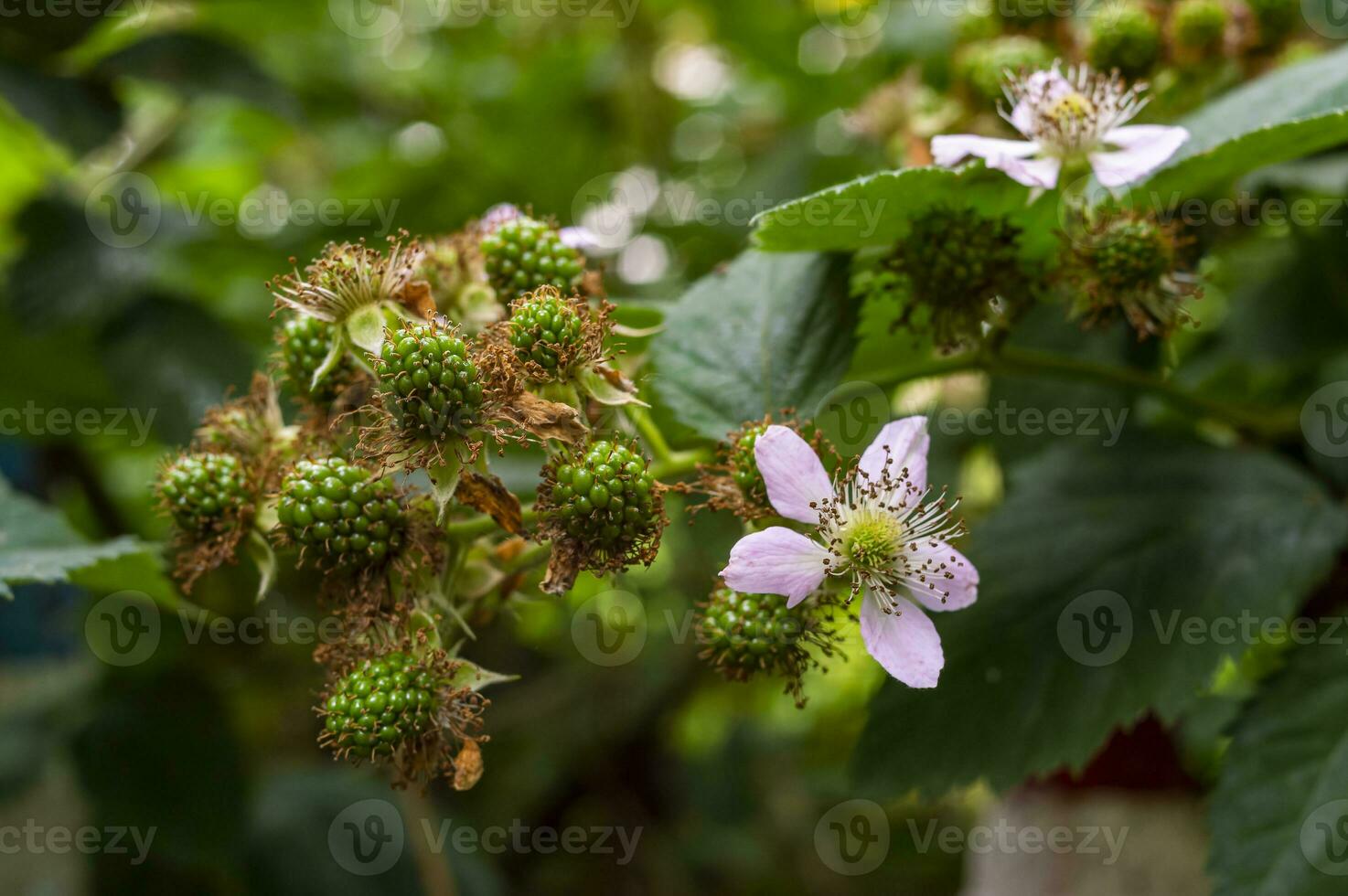 unripe blackberries on bushes with selective focus. Bouquet of berries photo