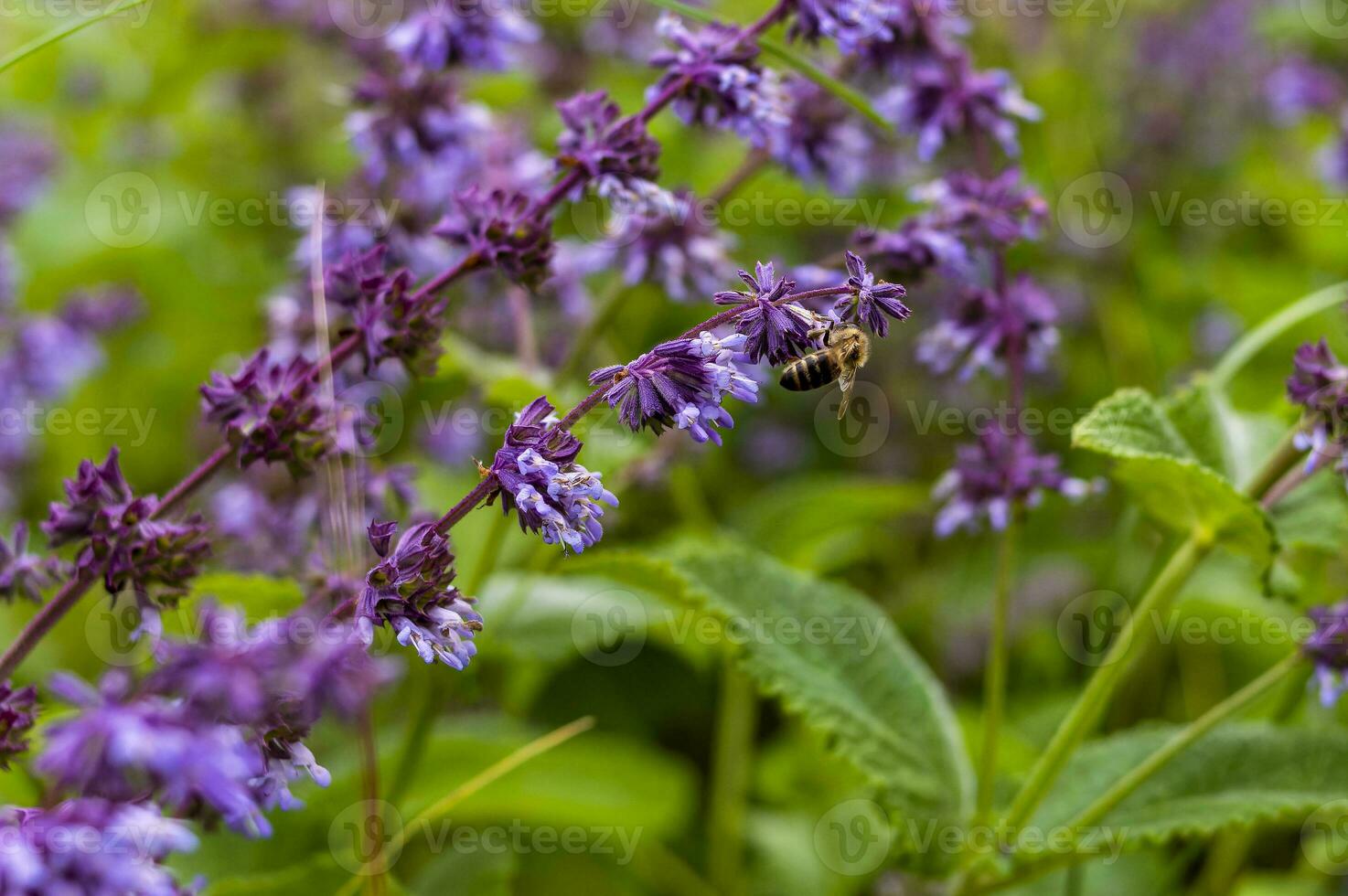 Bees extract honey in the field of sage nutmeg photo