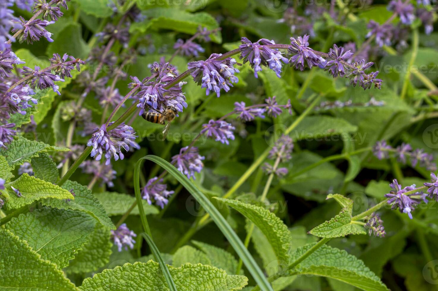 Bees extract honey in the field of sage nutmeg photo