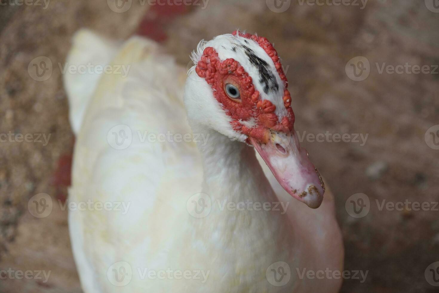 White Muscovy Duck with Red on Head photo