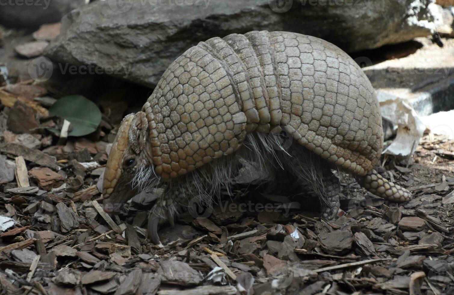 Cute Small Wild Armadillo with Large Scales photo