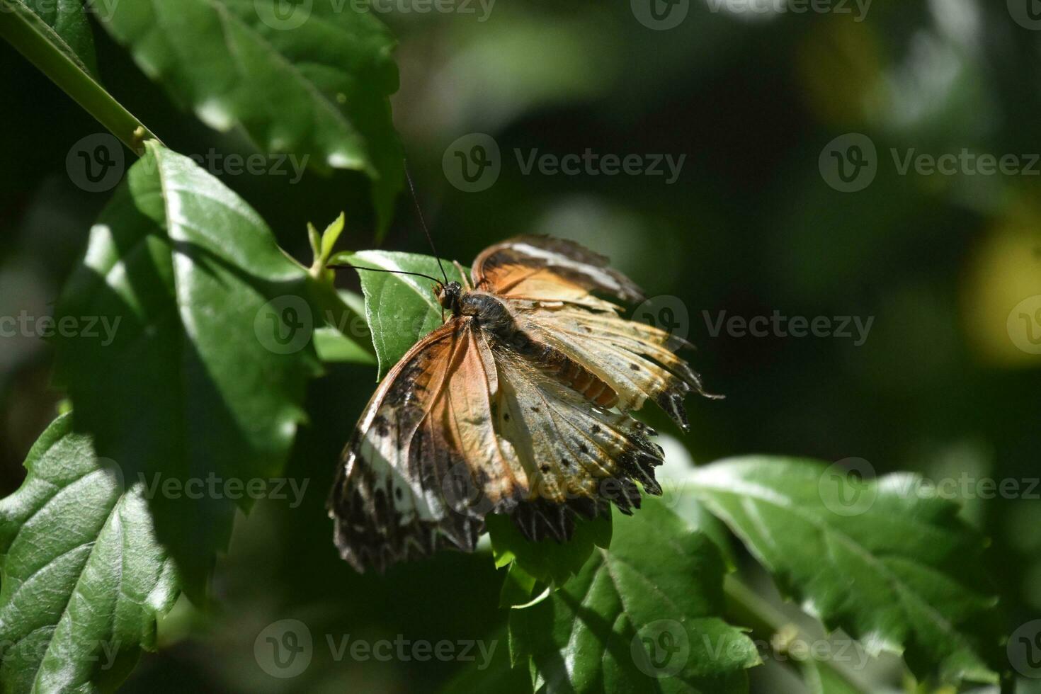 Wings Spread Wide Open on a Butterfly in a Garden photo