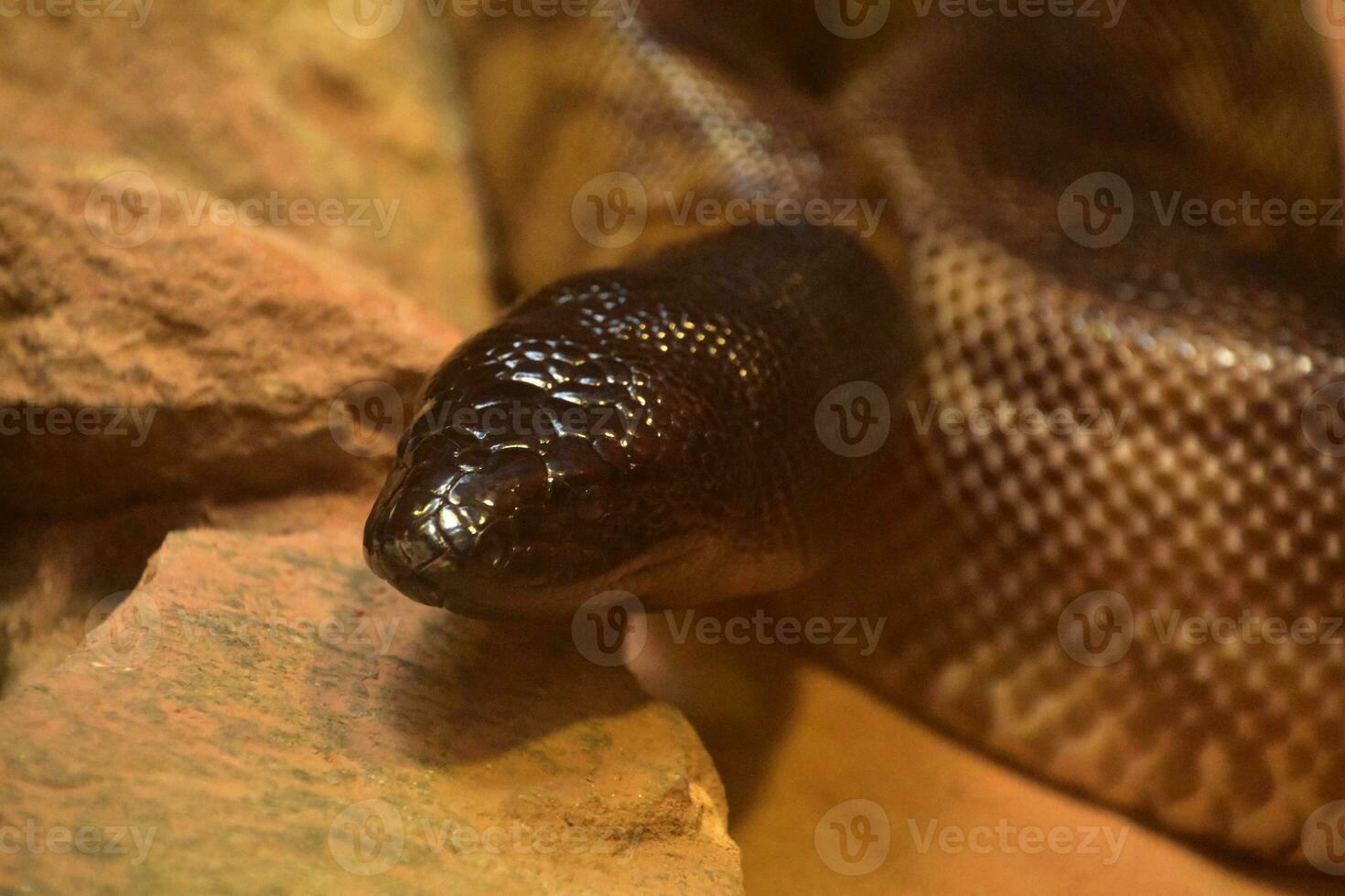 Black Headed Python Snake Coiled up with Head Raised photo