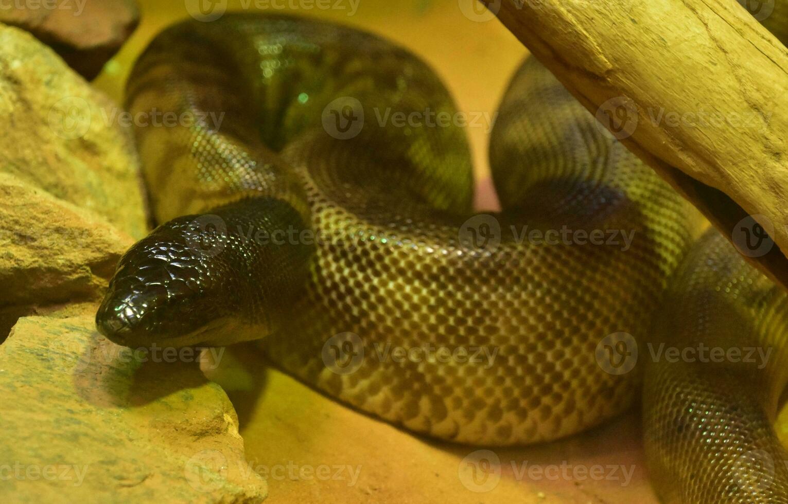 Black Head Python Snake Coiled Up to Strike photo