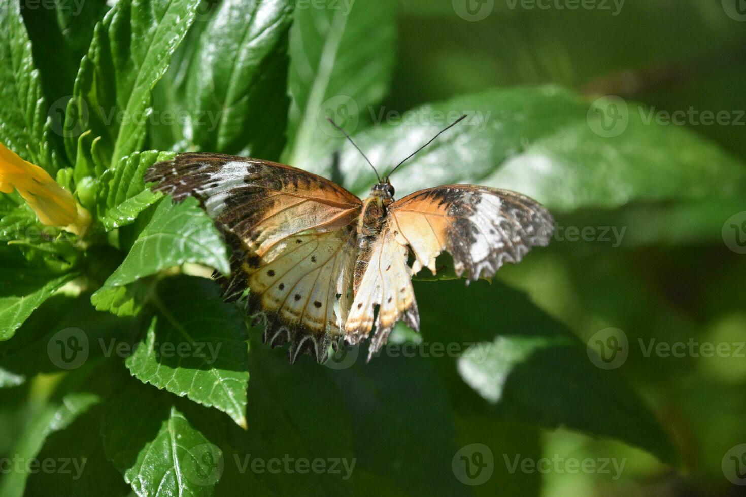 Brilliant Queen Butterfly with Striking Patterned Wings photo
