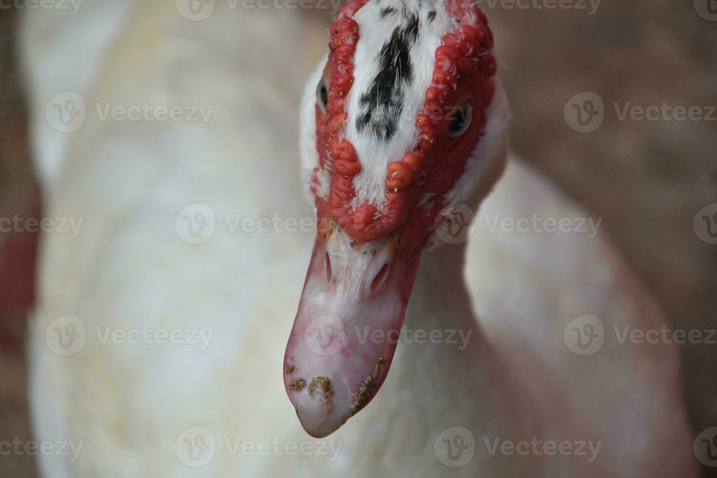 Stunning Up Close Look at a White Muscovy Duck photo