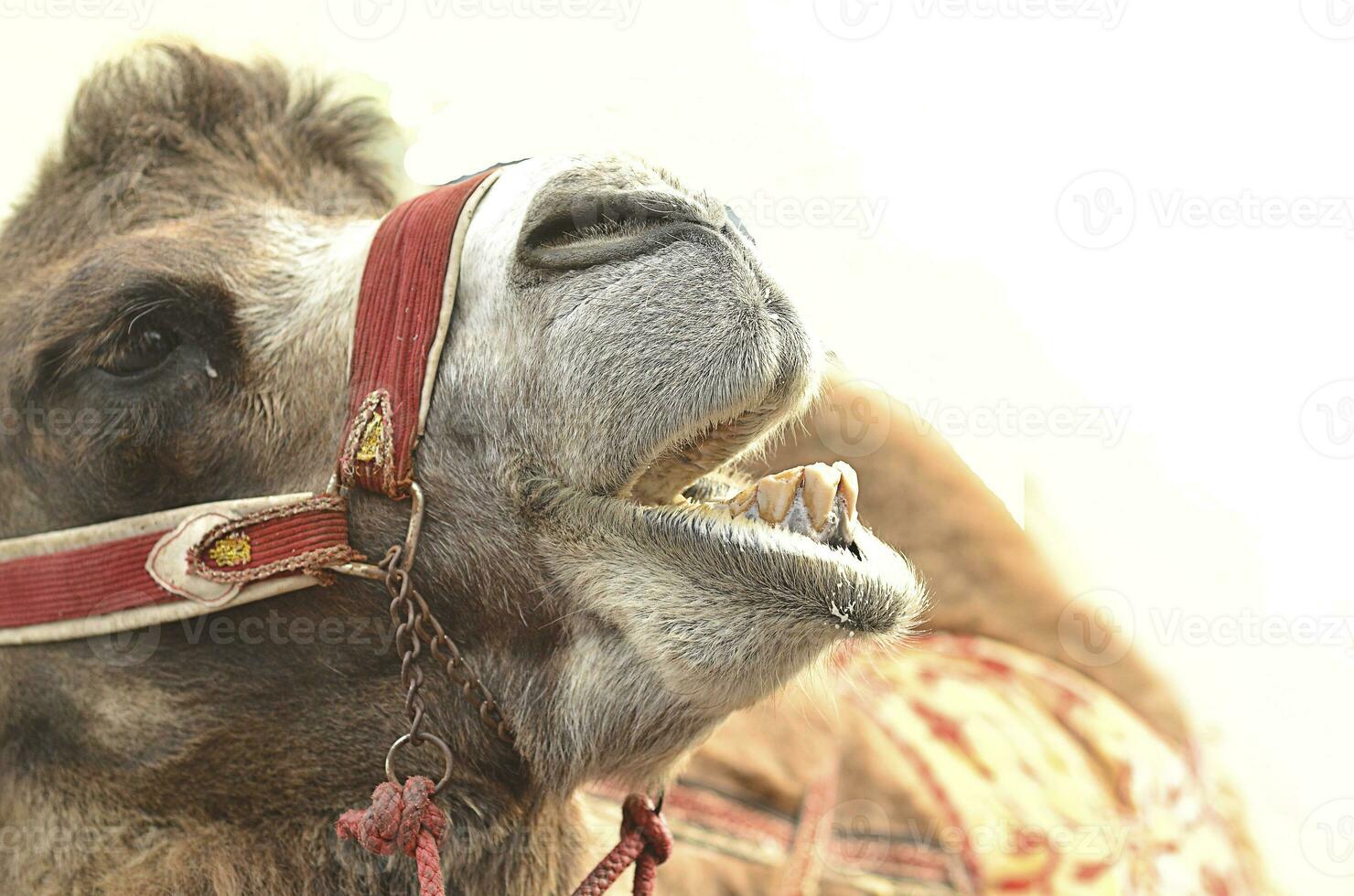 emotionally screaming camel on white background. photo
