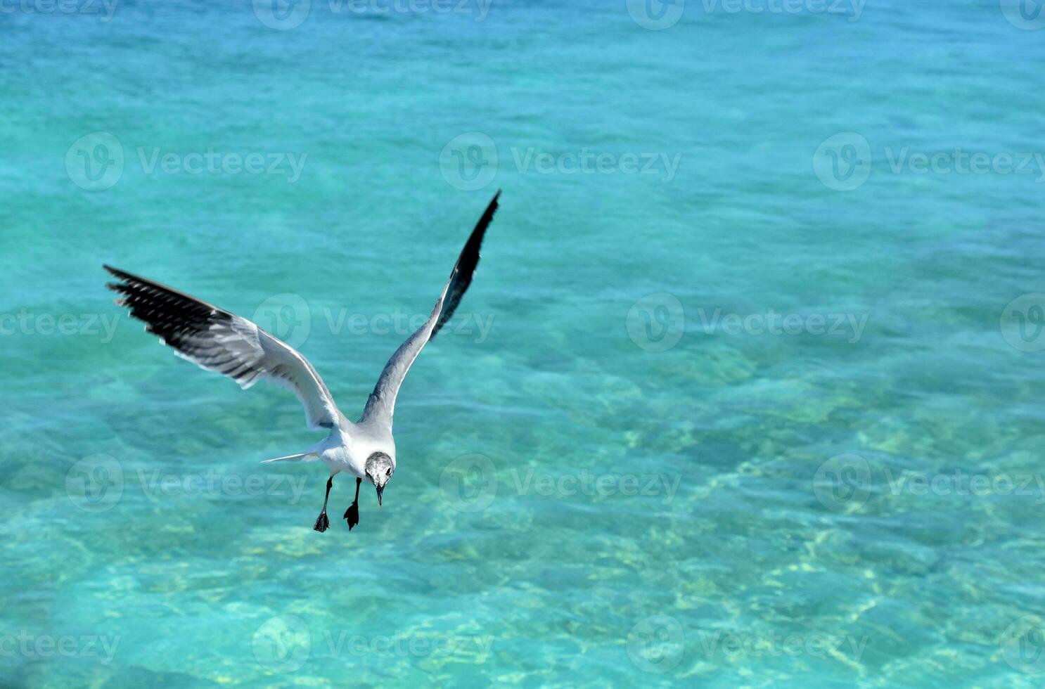 Laughing Gull with Wings Extended in Flight photo