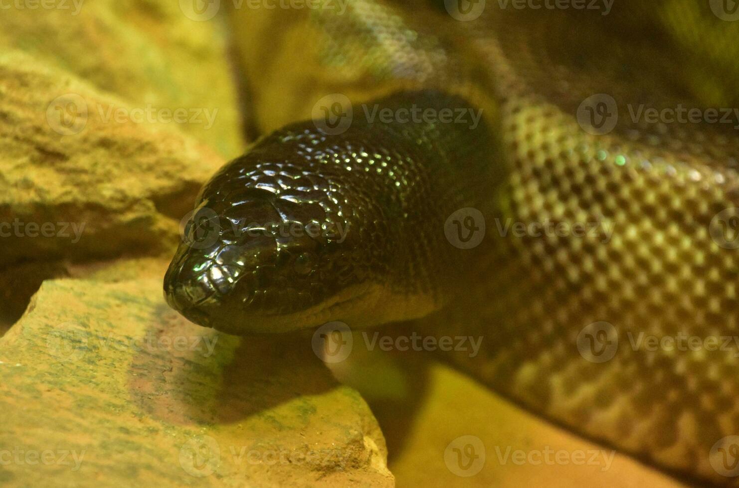 Close Up Look at a Black Headed Python photo