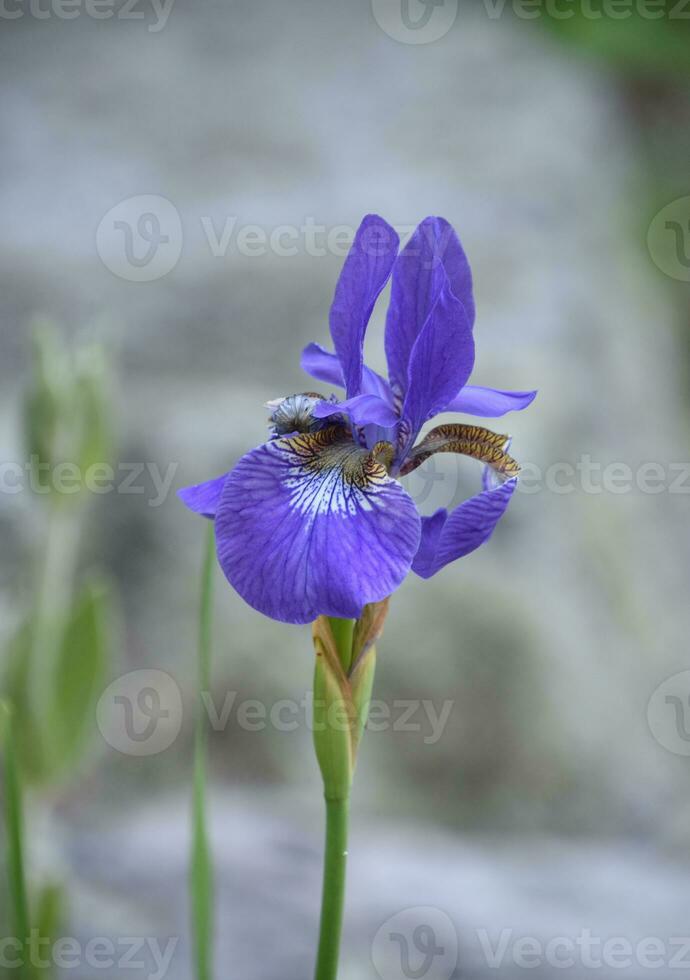 Terrific Up Close Siberian Iris Flowering in a Garden photo