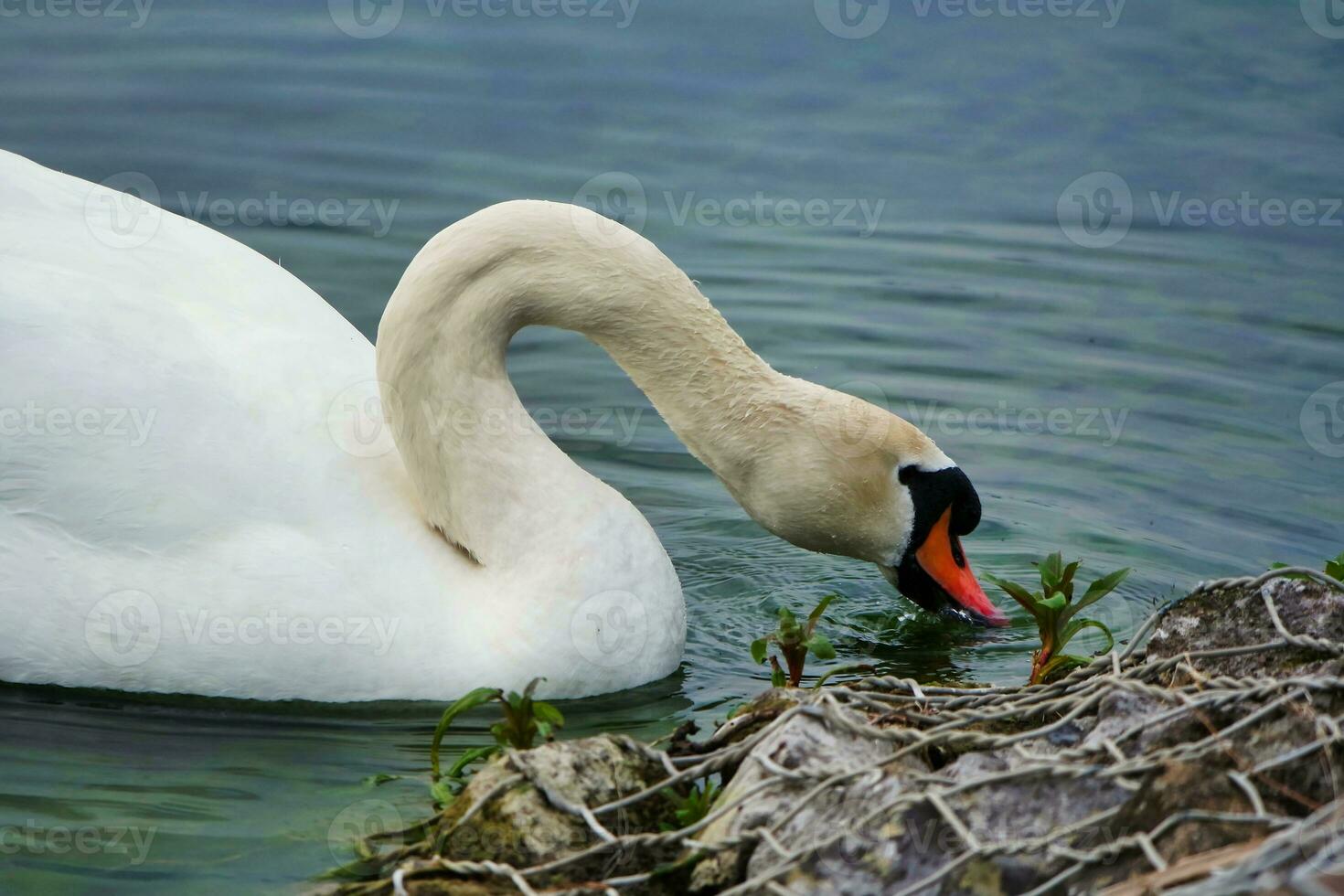 Cute and Unique Water Birds and Swan at Willen Lake of Milton Keynes, England UK. photo