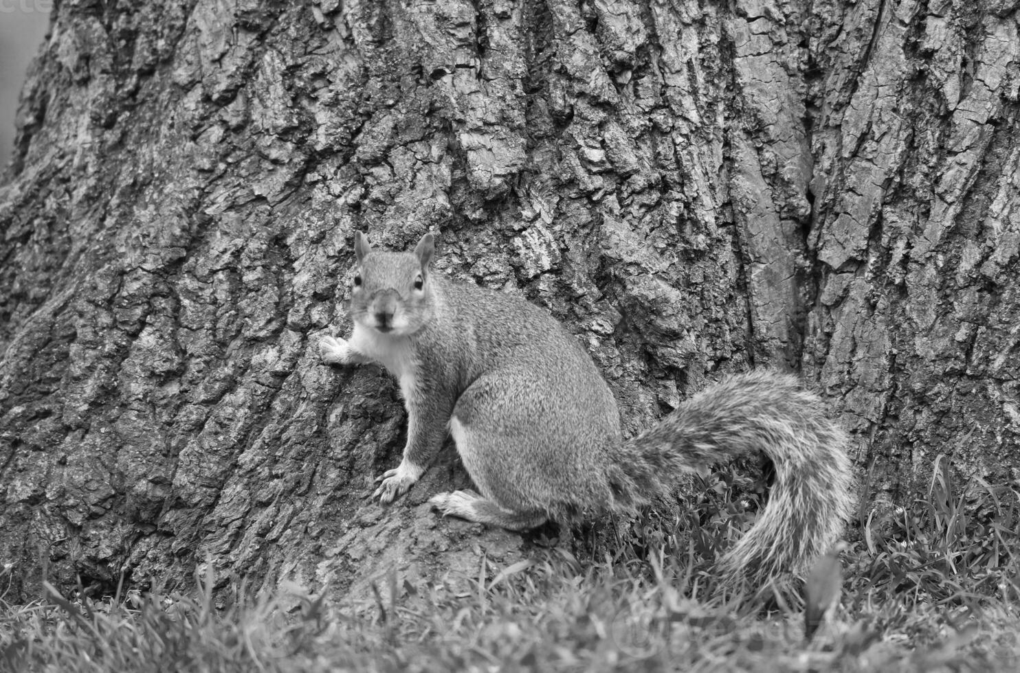 Cute Squirrel in Grass Seeking Food at Wardown Public Park of Luton, England UK photo