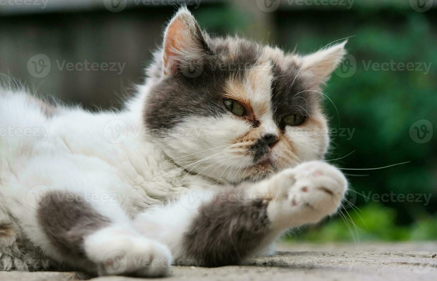 Beautiful Persian Breed Kitten Poses at Home Garden photo