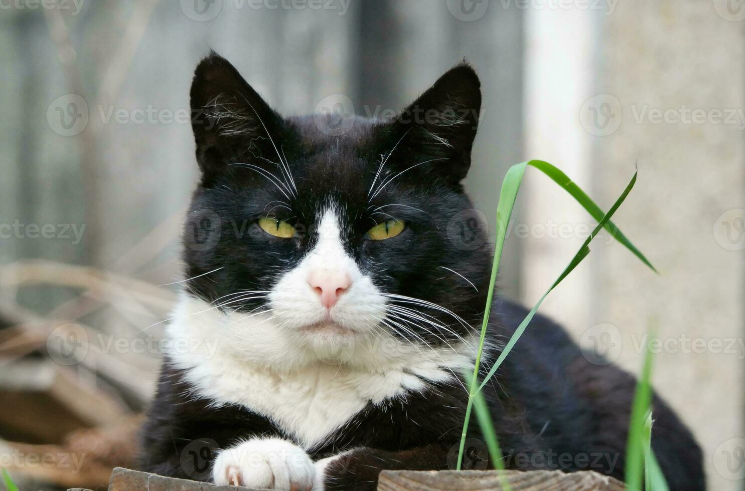 Beautiful Persian Breed Kitten Poses at Home Garden photo