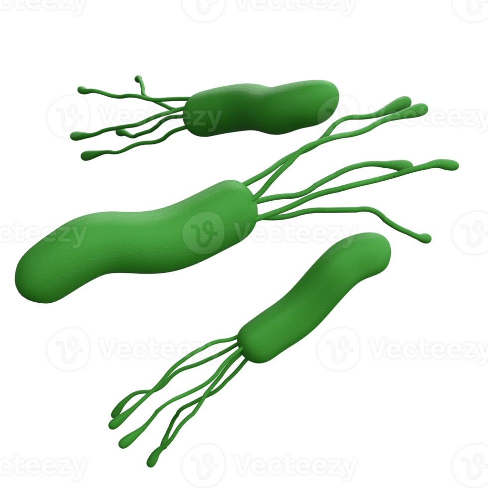 Helicobacter pylori bacteria 3d render realistic medicine icon for logo isolated transparent png. Microbiology health human illustration png