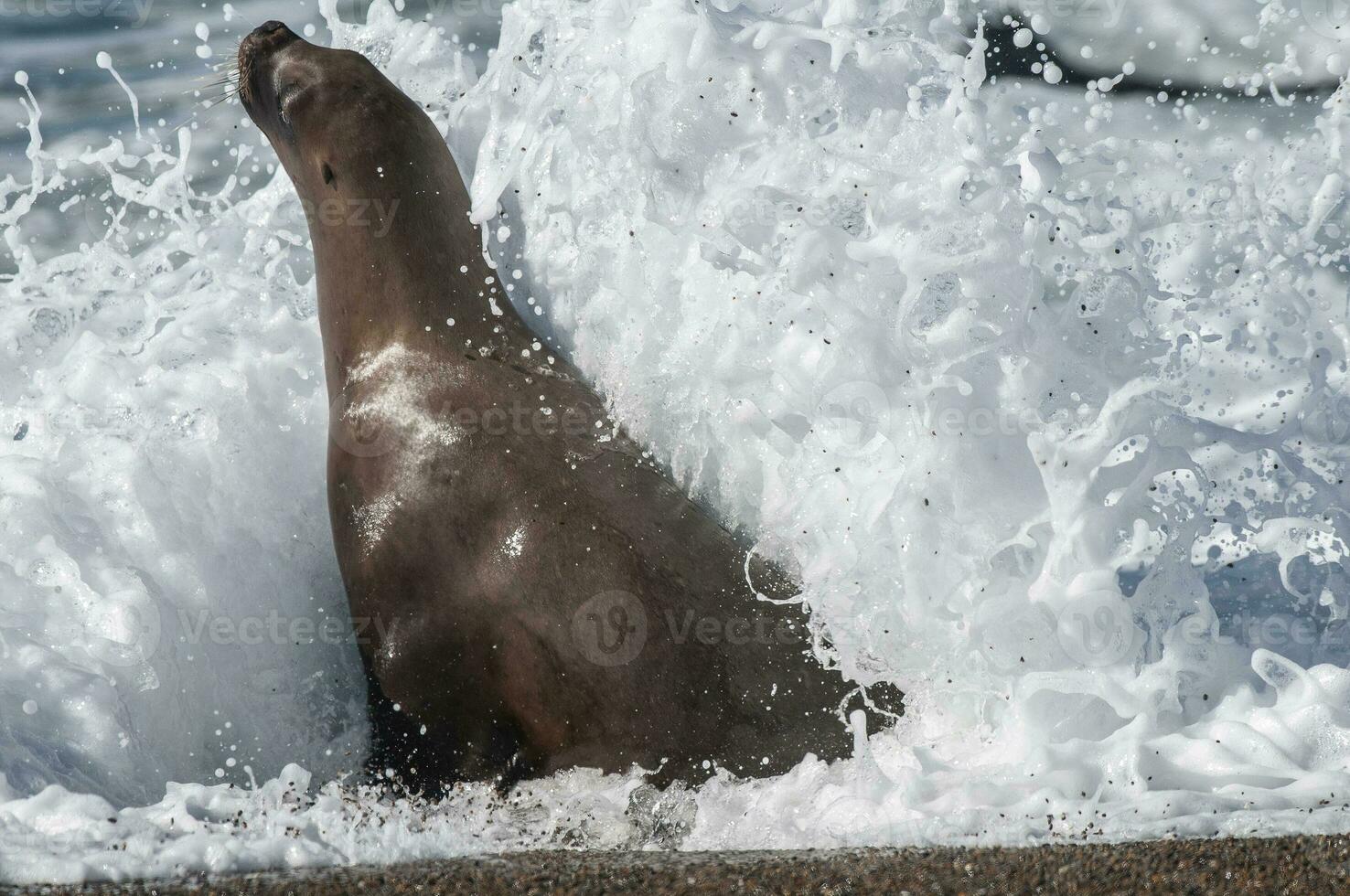 Sea Lion , Patagonia , Argentina photo