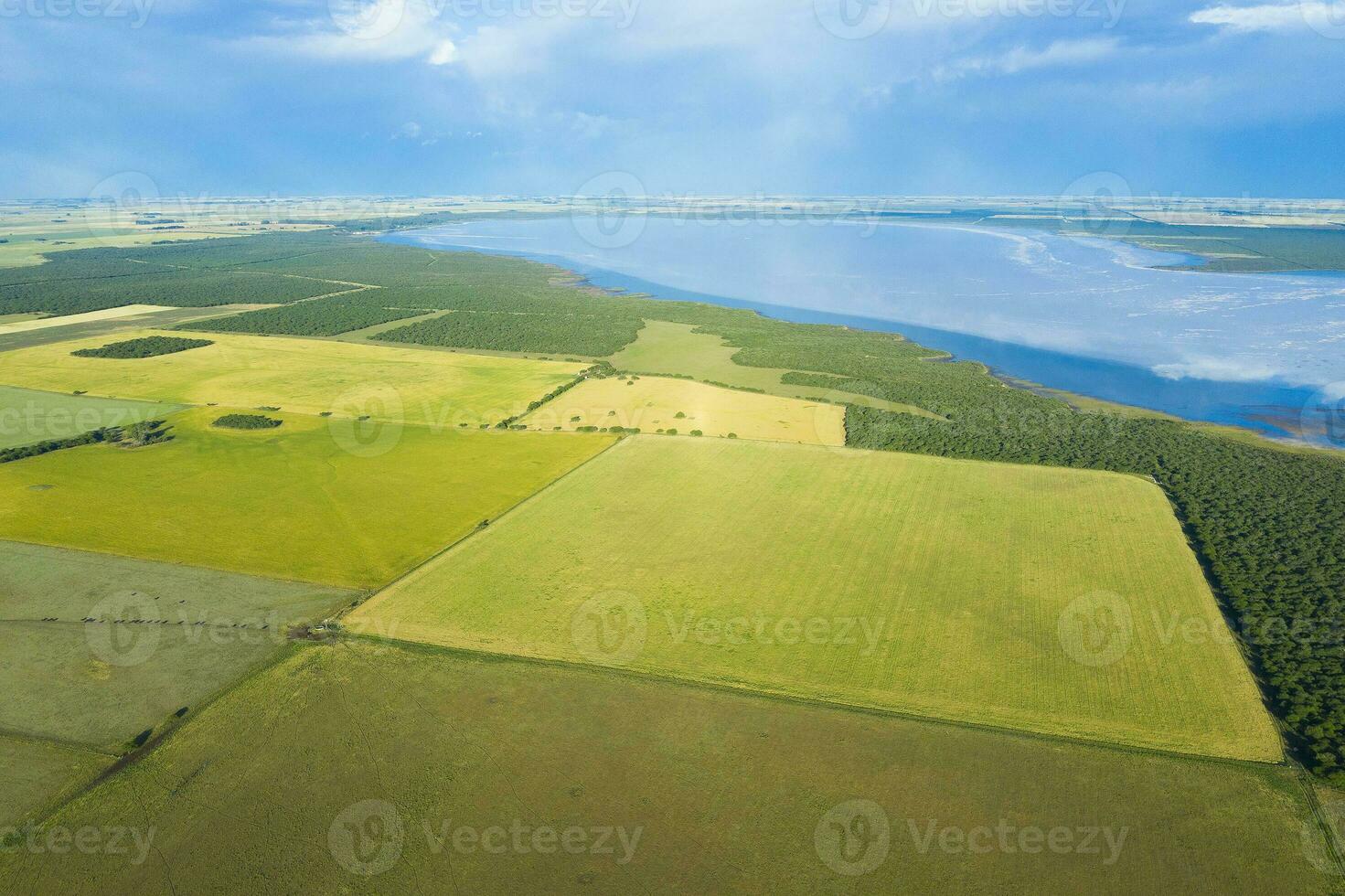 Wheat field ready to harvest, in the Pampas plain, La Pampa, Argentina. photo
