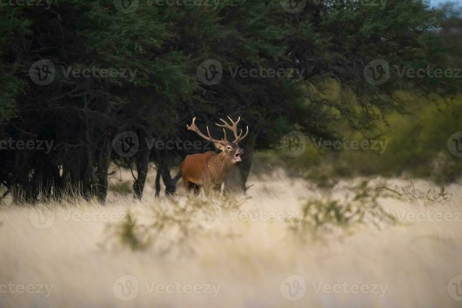 rojo ciervo en parque luro naturaleza reservar, la pampa, argentina foto