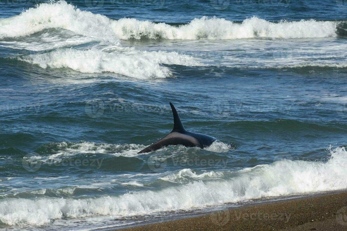 Orca hunting sea lions, Punta Norte Nature reserve, Peninsula Valdes, Patagonia Argentina photo