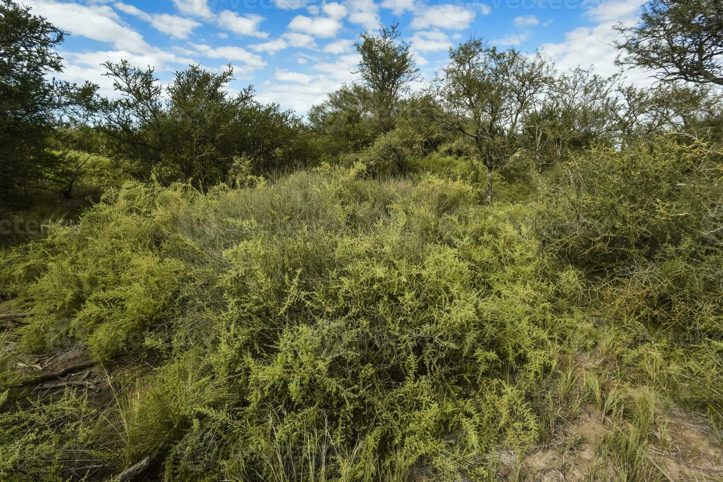 caldén bosque paisaje, la pampa provincia, Patagonia, argentina. foto