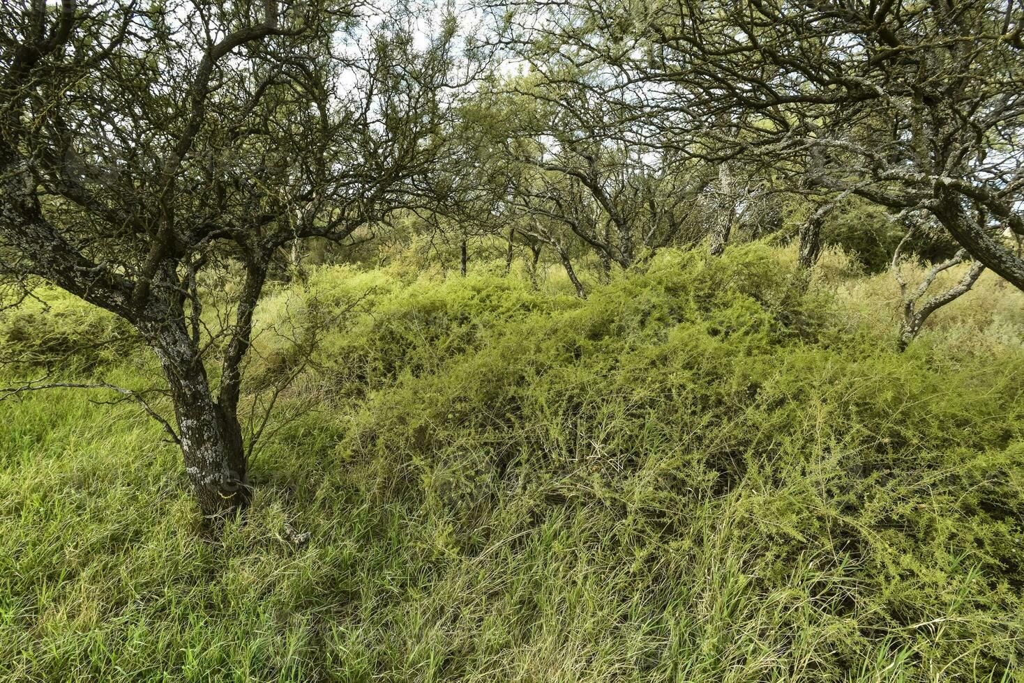 caldén bosque paisaje, la pampa provincia, Patagonia, argentina. foto