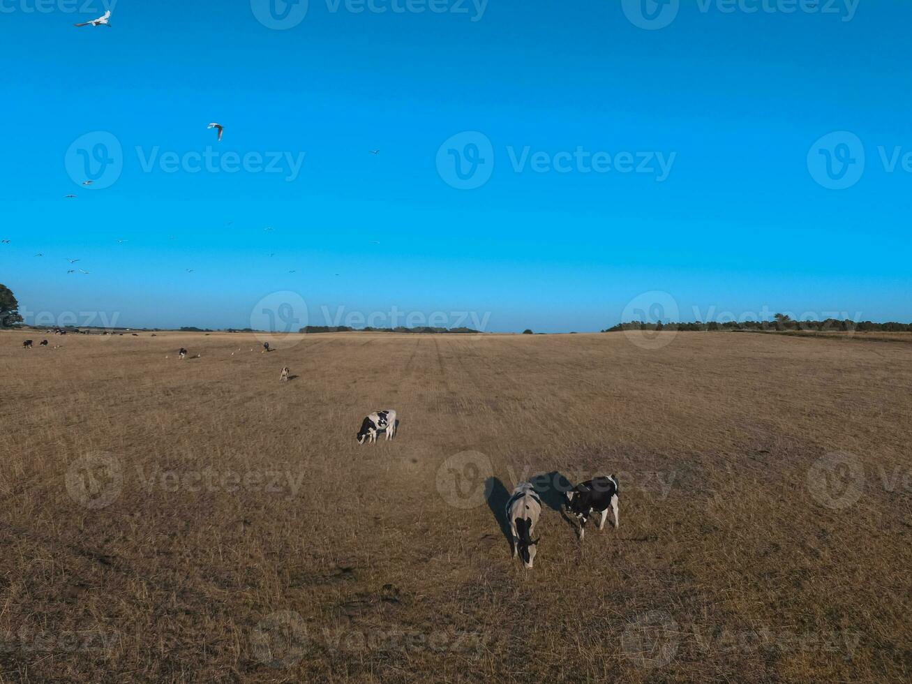 Steers fed with natural grass, Pampas, Argentina photo