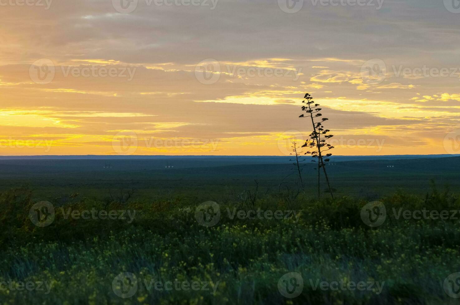 American aloe, Agave americana, La Pampa Province, Patagonia, Argentina. photo