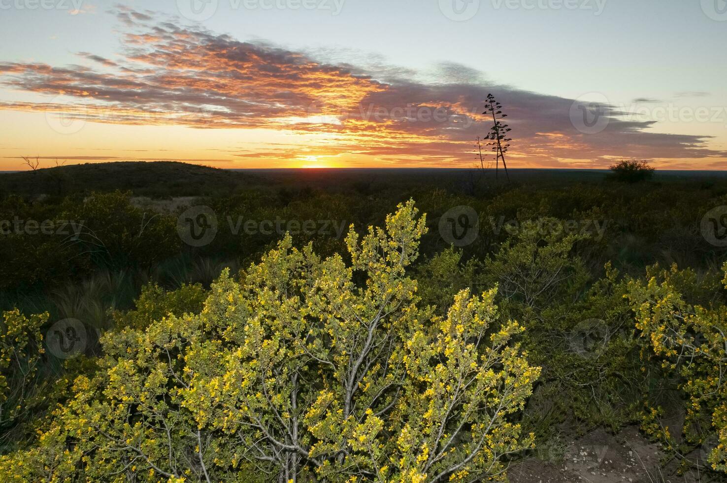 American aloe, Agave americana, La Pampa Province, Patagonia, Argentina. photo