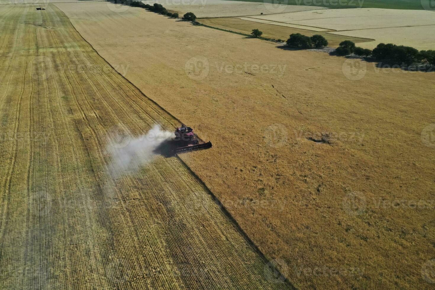 trigo cosecha en el argentino campo, la pampa provincia, Patagonia, argentina. foto