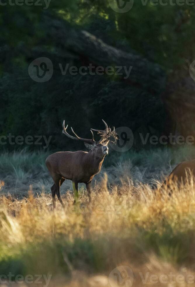 Red deer, Male roaring in La Pampa, Argentina, Parque Luro, Nature Reserve photo