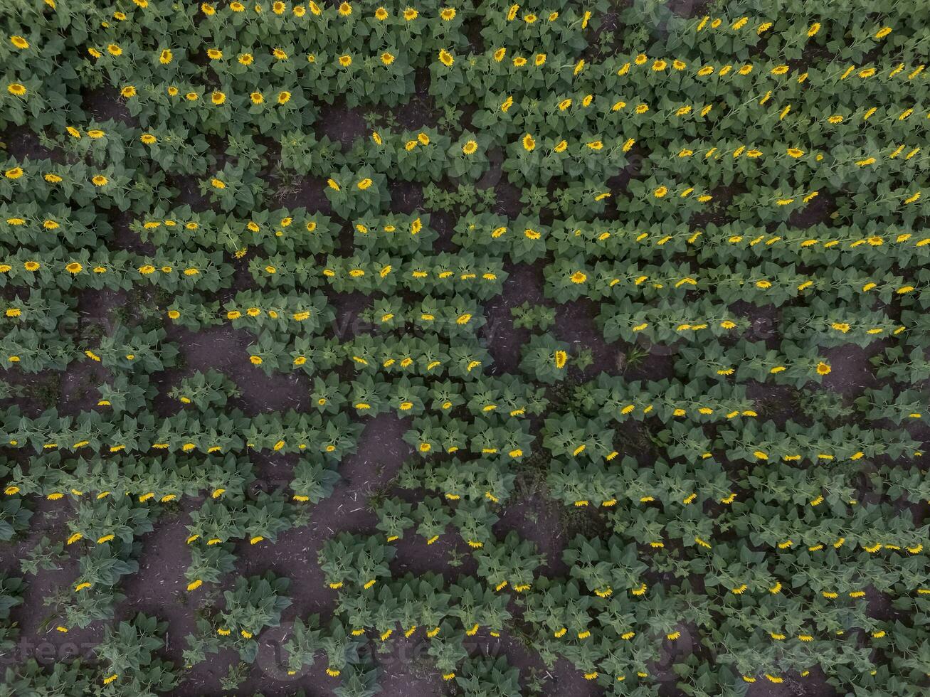 Sunflower cultivation, Aerial view, in pampas region, Argentina photo