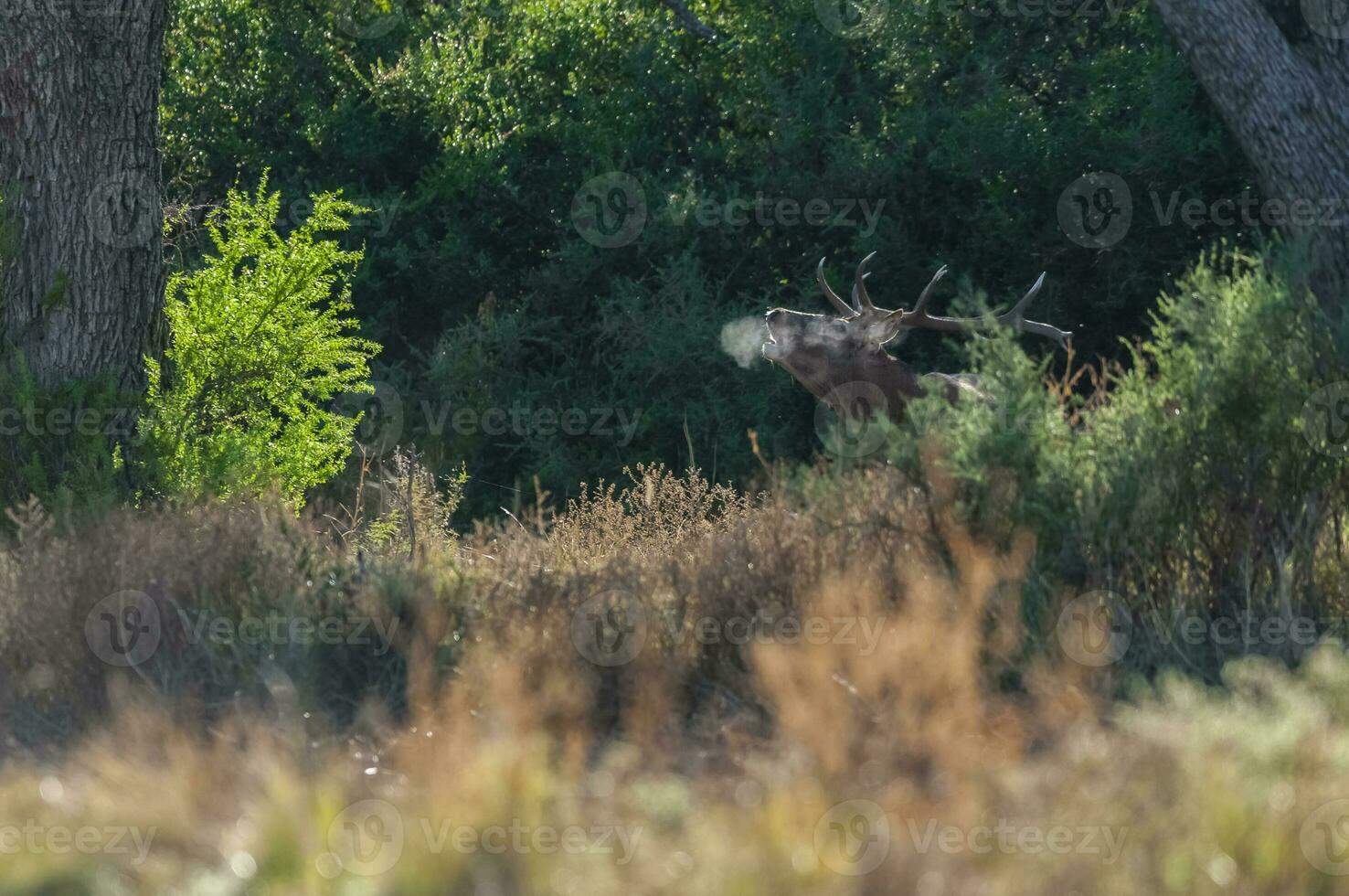 Red deer, Male roaring in La Pampa, Argentina, Parque Luro, Nature Reserve photo
