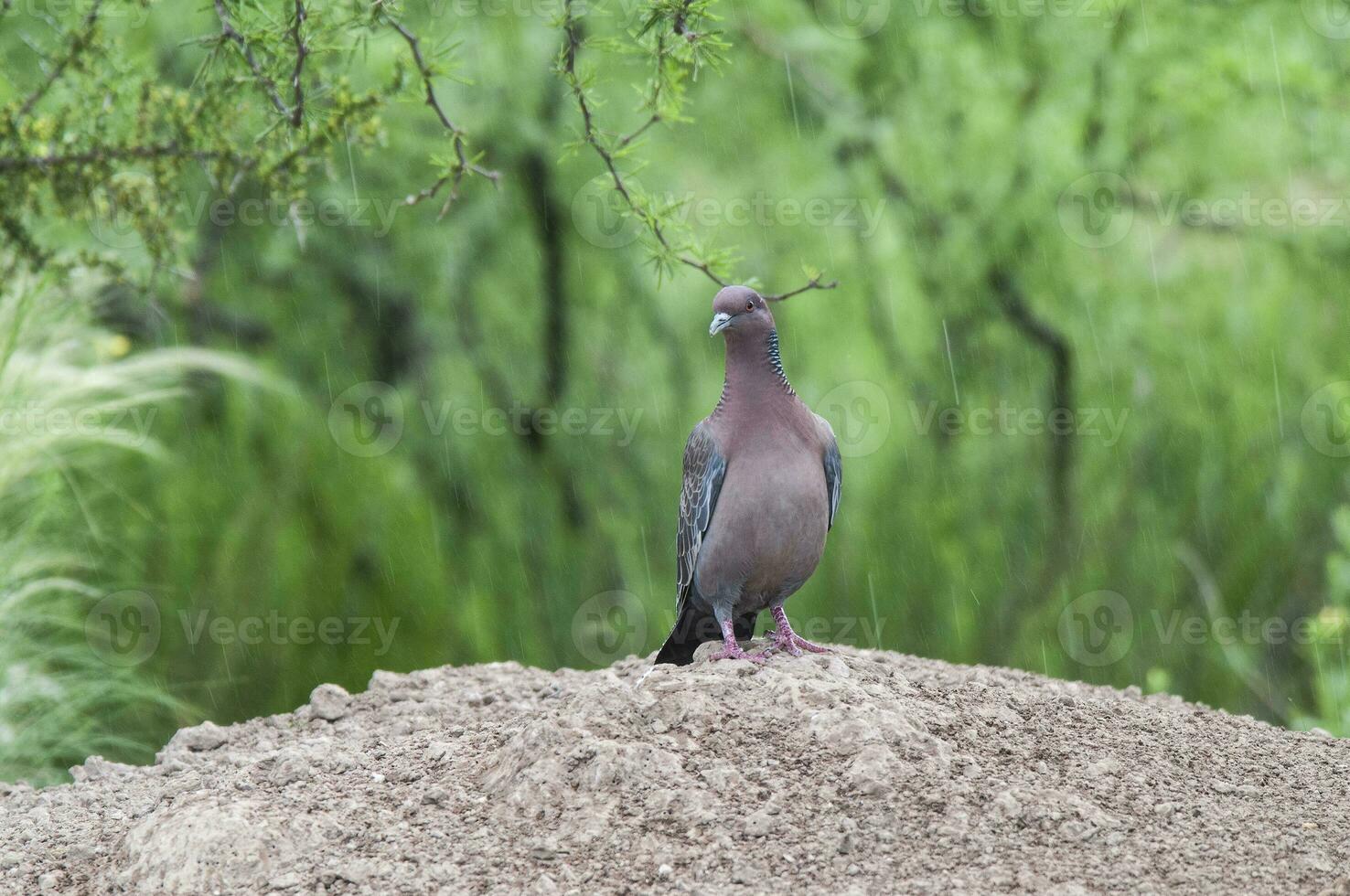 Picazuro Pigeon, La Pampa province , Argentina. photo