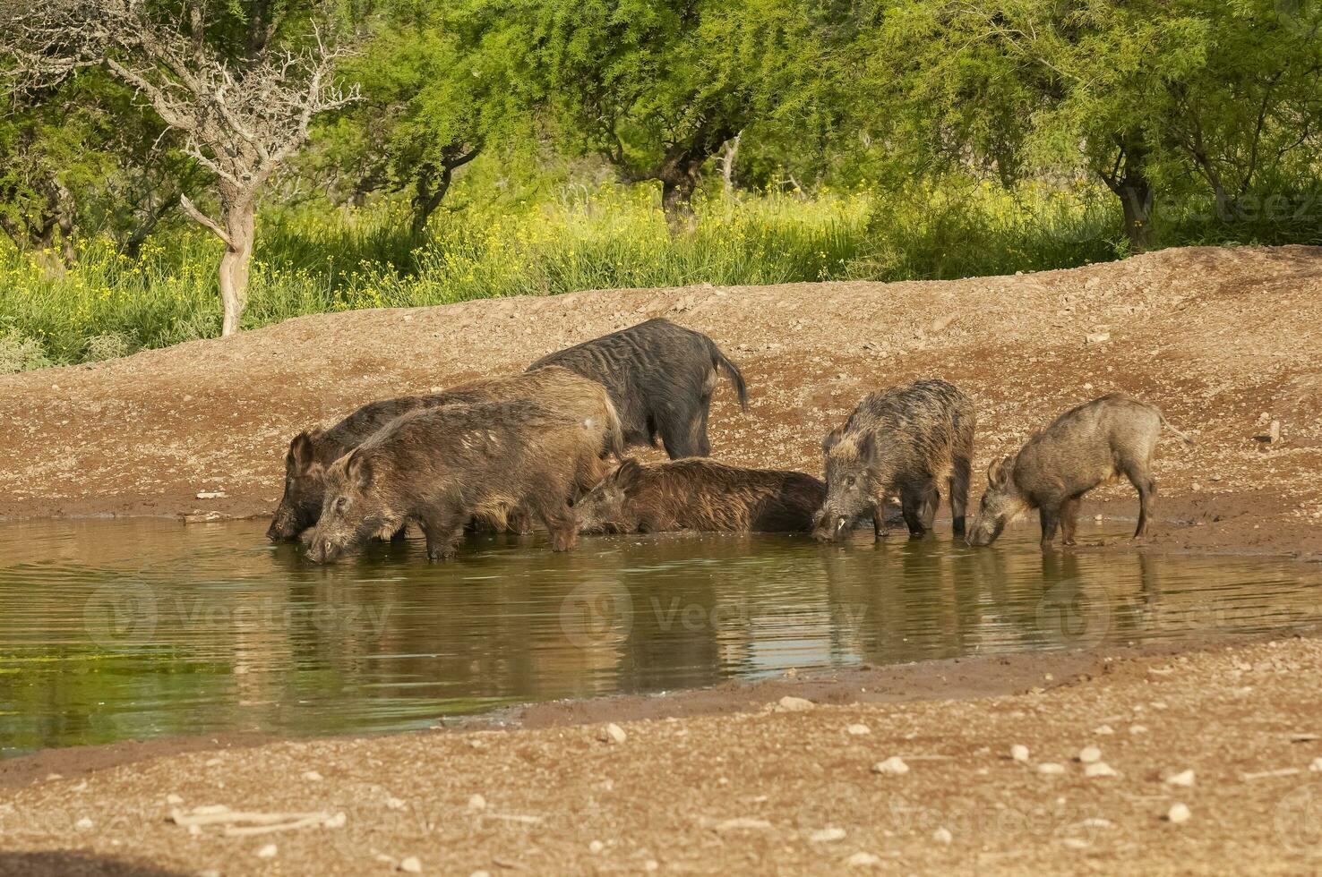 Wild boar herd in a water hole, Chaco Forest, La Pampa province, Argentina. photo