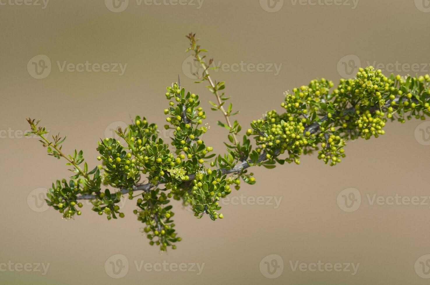 Plant in semi desertic environment, Calden forest, La Pampa Argentina photo