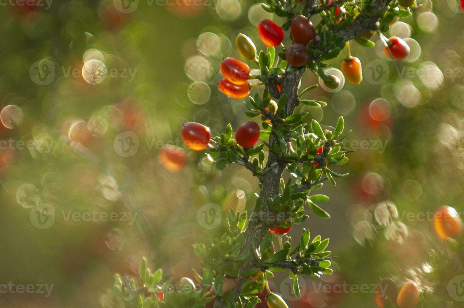Piquillin, endemic wild fruits in the Pampas forest, Patagonia, Argentina photo