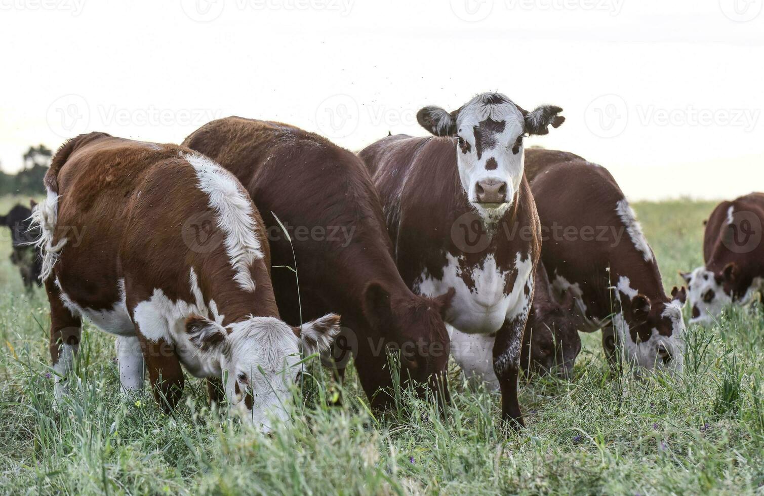 Cattle in the Pampas Countryside, Argentine meat production, La Pampa, Argentina. photo