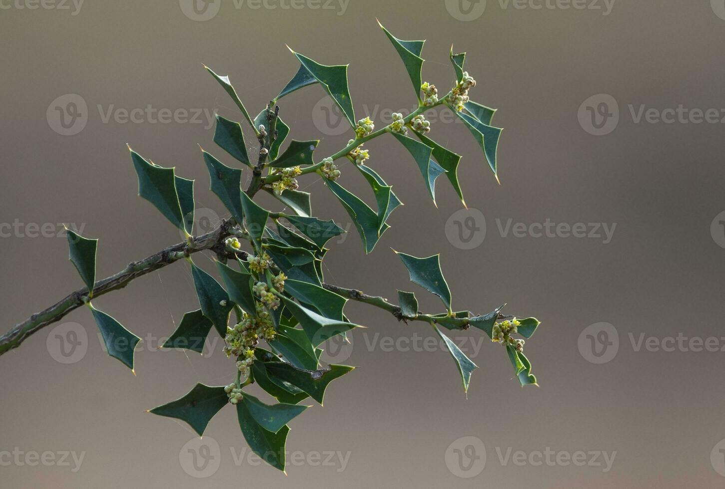 Loose quebracho In the Pampas forest, Patagonia, Argentina photo