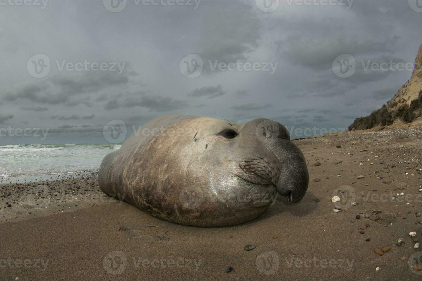 Elephant seal, Peninsula Valdes, Unesco World Heritage Site, Patagonia, Argentina photo