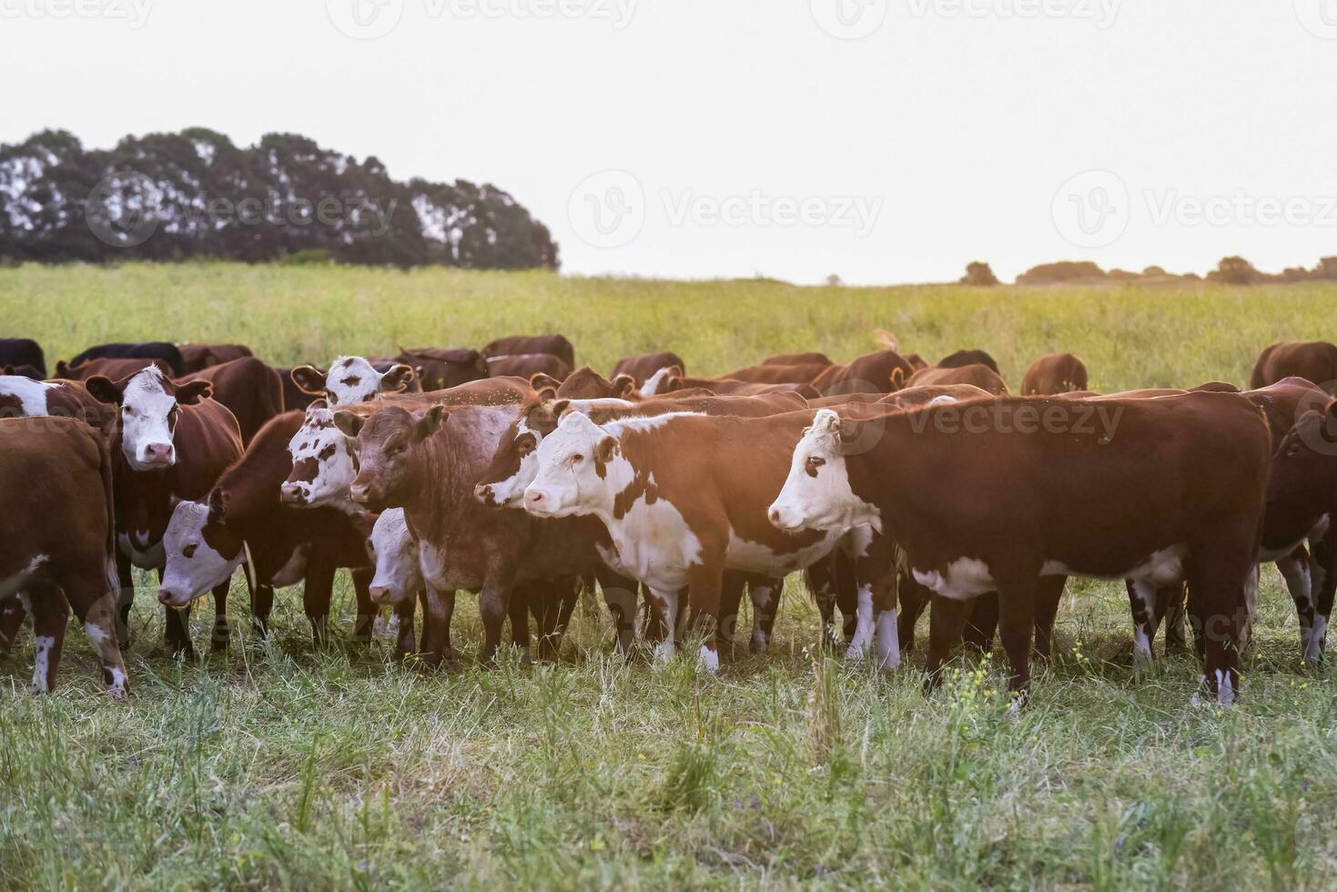 Cattle herd in the Pampas Countryside, Argentine meat production, La Pampa, Argentina. photo