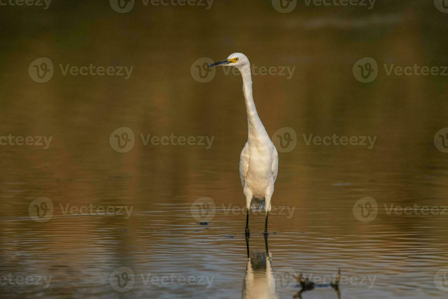 Nevado garceta, egretta thula , encaramado, la pampa provincia, Patagonia, argentina. foto