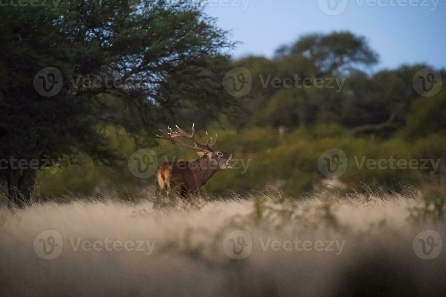 Red deer roaring in Parque Luro Nature Reserve, La Pampa, Argentina photo