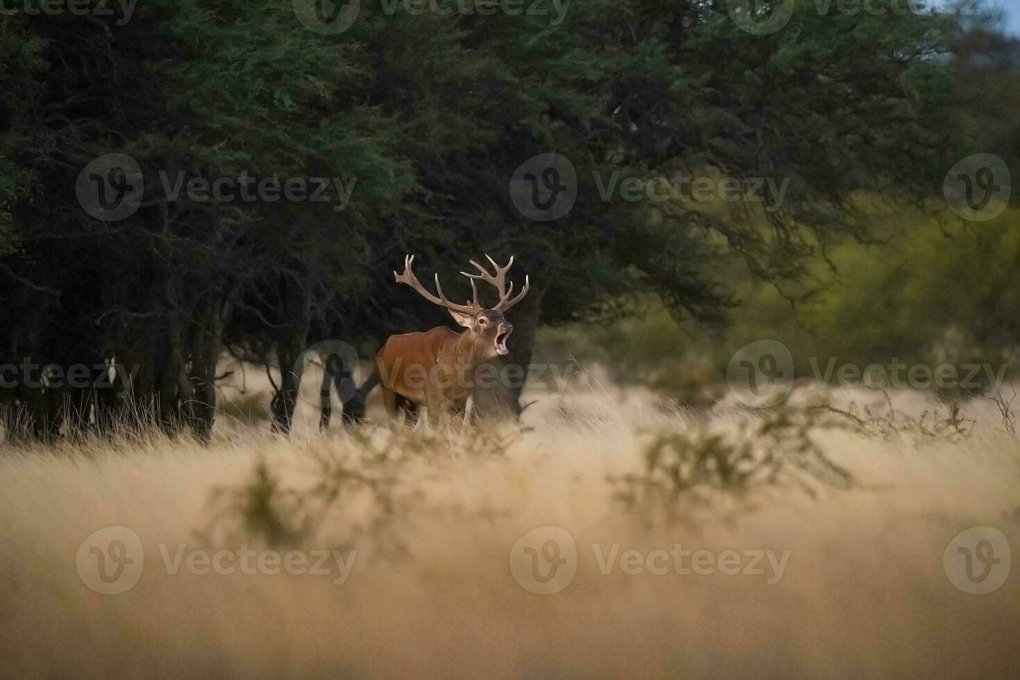 rojo ciervo en parque luro naturaleza reservar, la pampa, argentina foto