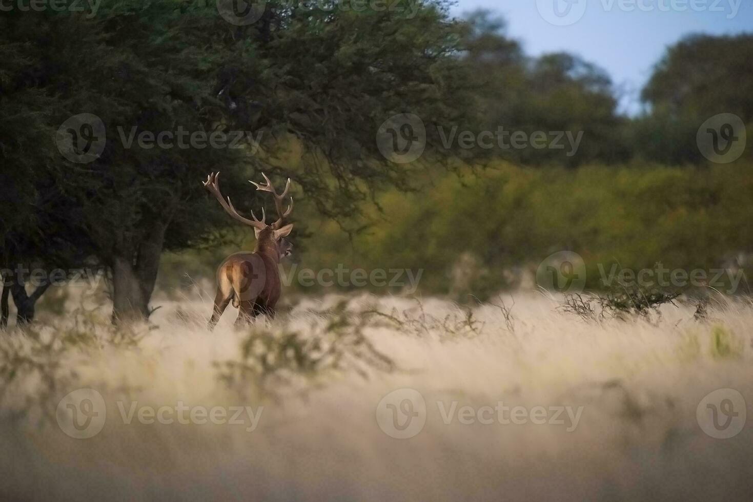 Red deer roaring in Parque Luro Nature Reserve, La Pampa, Argentina photo