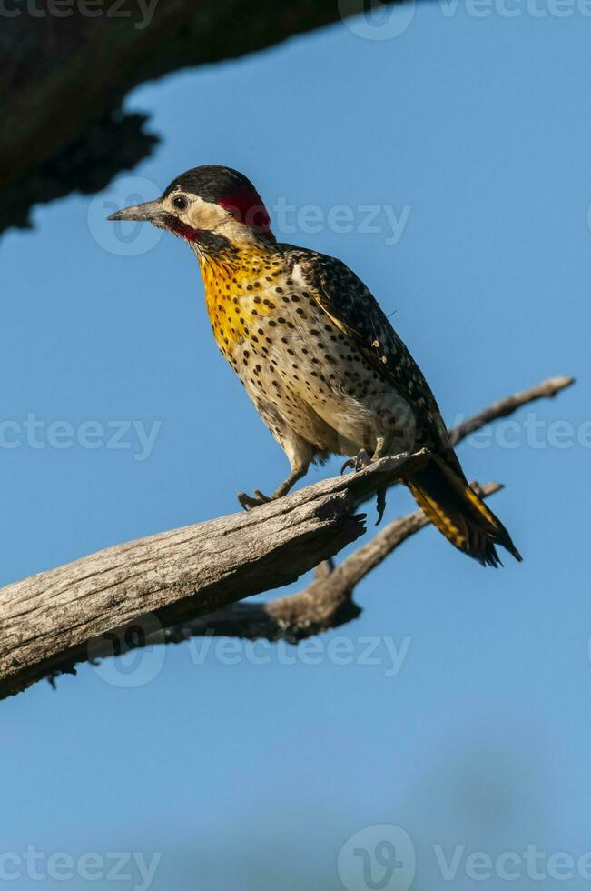 verde prohibido pájaro carpintero en bosque ambiente, la pampa provincia, Patagonia, argentina. foto