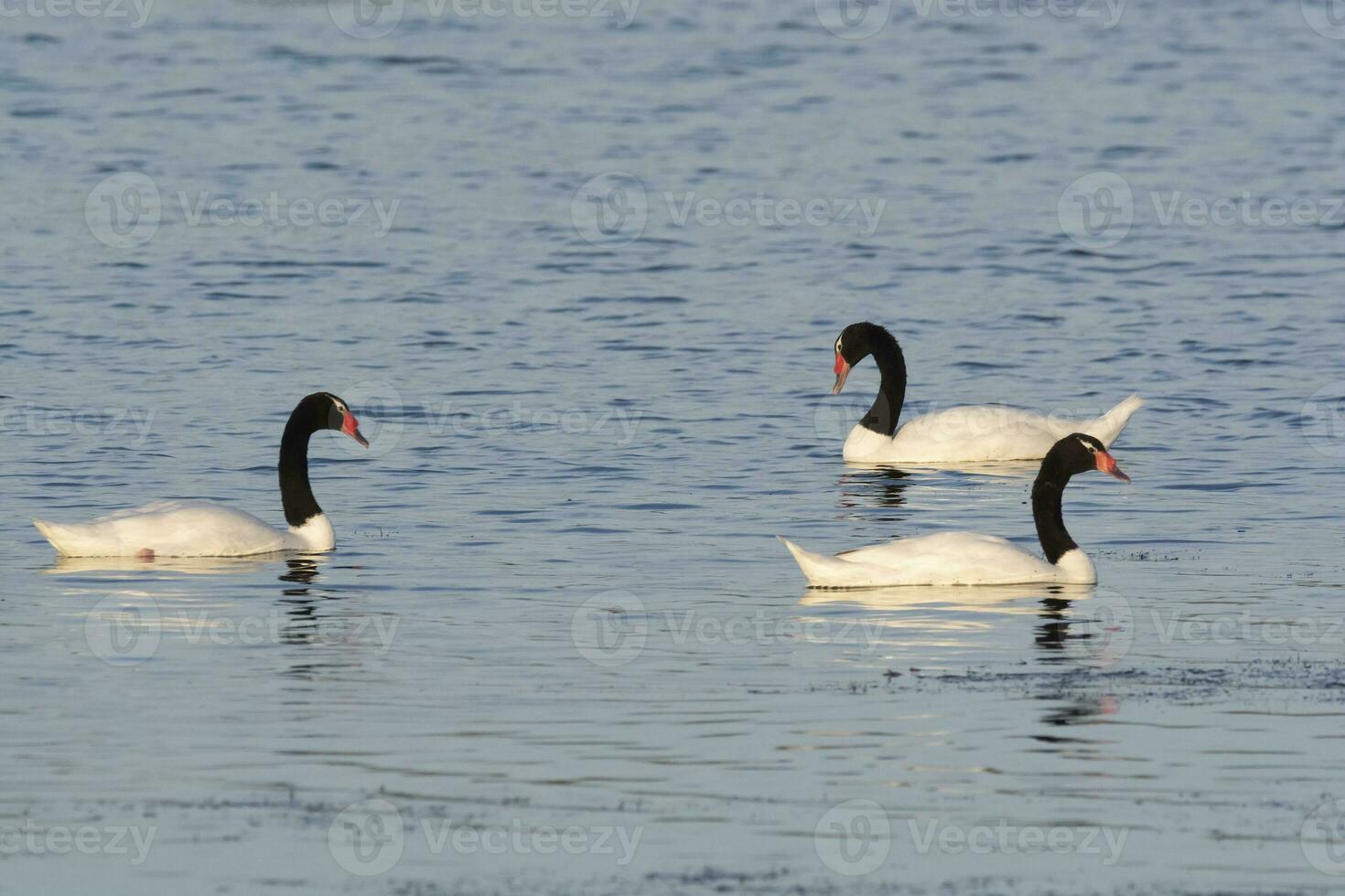 Black necked Swan swimming in a lagoon, La Pampa Province, Patagonia, Argentina. photo