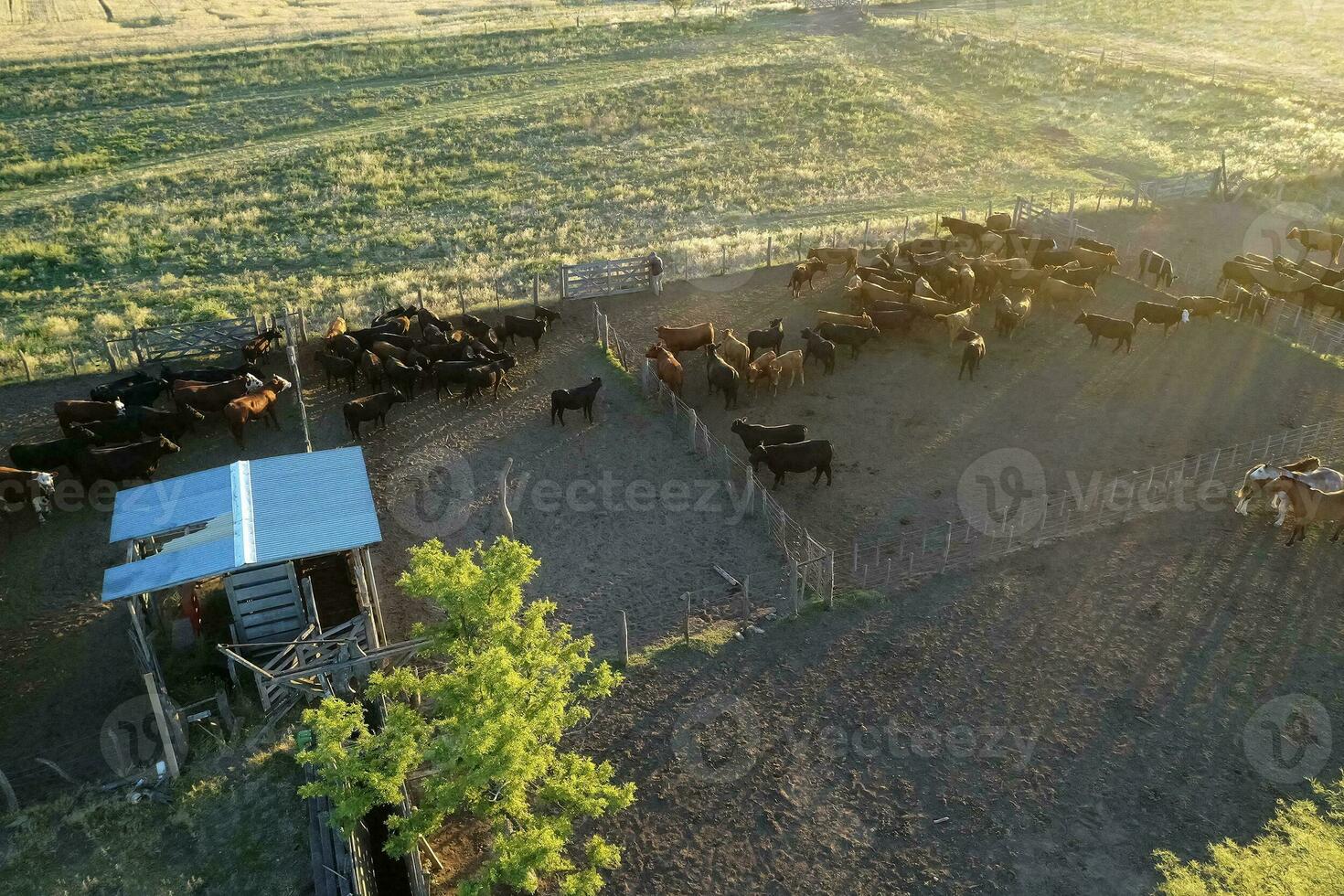 Cattle raising in pampas countryside, La Pampa province, Argentina. photo