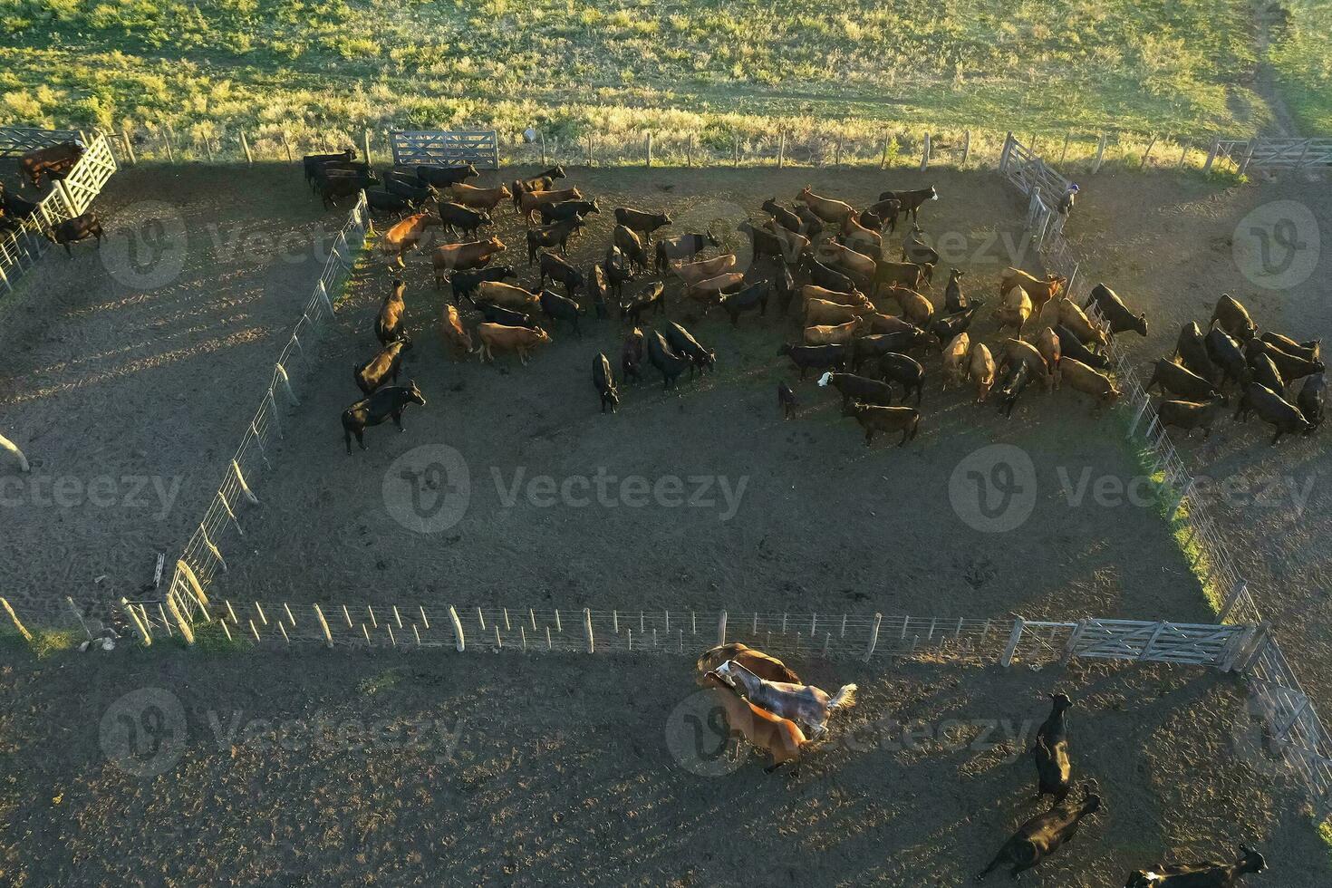 Cattle raising in pampas countryside, La Pampa province, Argentina. photo